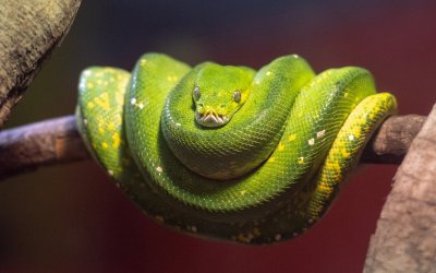 INTERESTING FACTS ABOUT AUSTRALIAN SNAKES